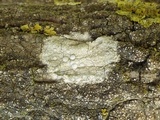 Dirina ceratoniae image