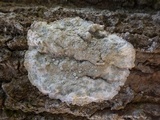 Dirina ceratoniae image