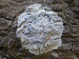 Dirina ceratoniae image