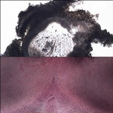 Thelopsis isiaca image