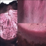 Thelopsis isiaca image