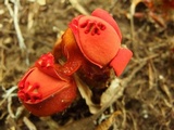 Calostoma cinnabarinum image