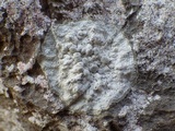 Dirina massiliensis image
