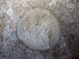 Dirina massiliensis image