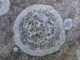Dirina massiliensis image