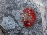 Dirina massiliensis image