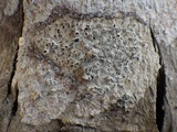 Schismatomma graphidioides image