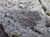 Schismatomma graphidioides image