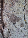 Schismatomma graphidioides image