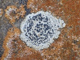 Buellia maritima image