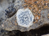 Buellia maritima image