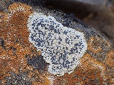Buellia maritima image