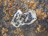 Buellia maritima image