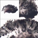 Buellia maritima image