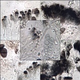 Buellia maritima image