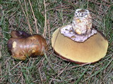 Suillus luteus image
