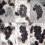 Buellia maritima image
