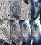 Buellia maritima image