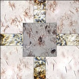 Buellia maritima image