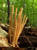 Clavaria fumosa image