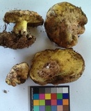 Suillus pseudobrevipes image