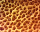 Suillus pseudobrevipes image