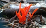 Clavulinopsis aurantiocinnabarina image