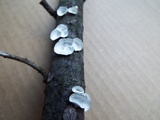 Poronidulus conchifer image