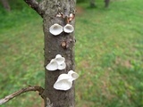 Poronidulus conchifer image
