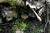 Pluteus romellii image