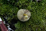 Pluteus romellii image