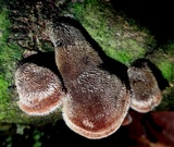 Auricularia nigricans image