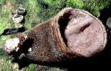 Auricularia nigricans image