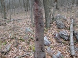 Fusicolla merismoides image