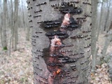 Fusicolla merismoides image