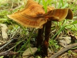 Coltricia cinnamomea image