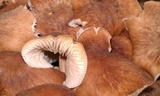 Gymnopus luxurians image