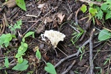 Tremellodendron schweinitzii image