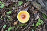 Amanita banningiana image