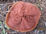 Discina ancilis image