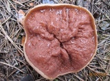 Discina ancilis image