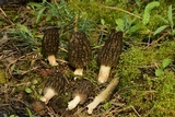 Morchella brunnea image