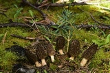 Morchella brunnea image