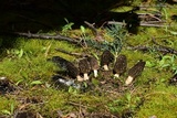 Morchella brunnea image