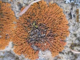 Xanthoria elegans image