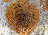 Xanthoria elegans image
