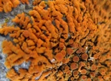 Xanthoria elegans image