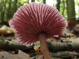 Gymnopus iocephalus image