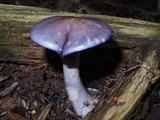Cortinarius iodes image