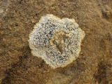 Buellia maritima image